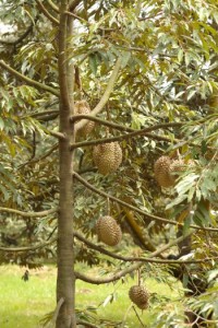 Pohon Durian