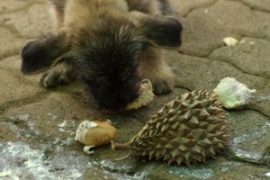 Anjin Durian