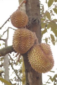 Tiga Durian