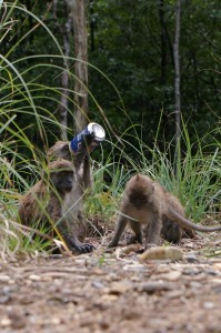 ランカウィの猿とタイガービール