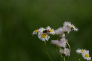 ボケましょう蜜蜂編