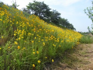 土手に花