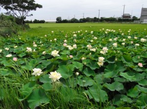 一面の蓮の花