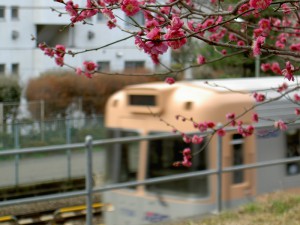 紅梅と電車