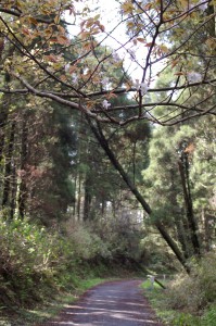 こんな感じの山道