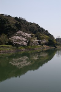 桜と八幡湖