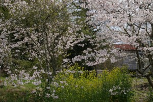 桜 ＋ 菜の花