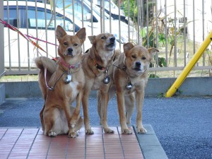 三匹が行く