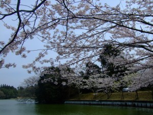 普通に桜