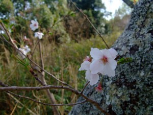 マクロで桜