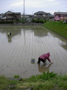 手動田植